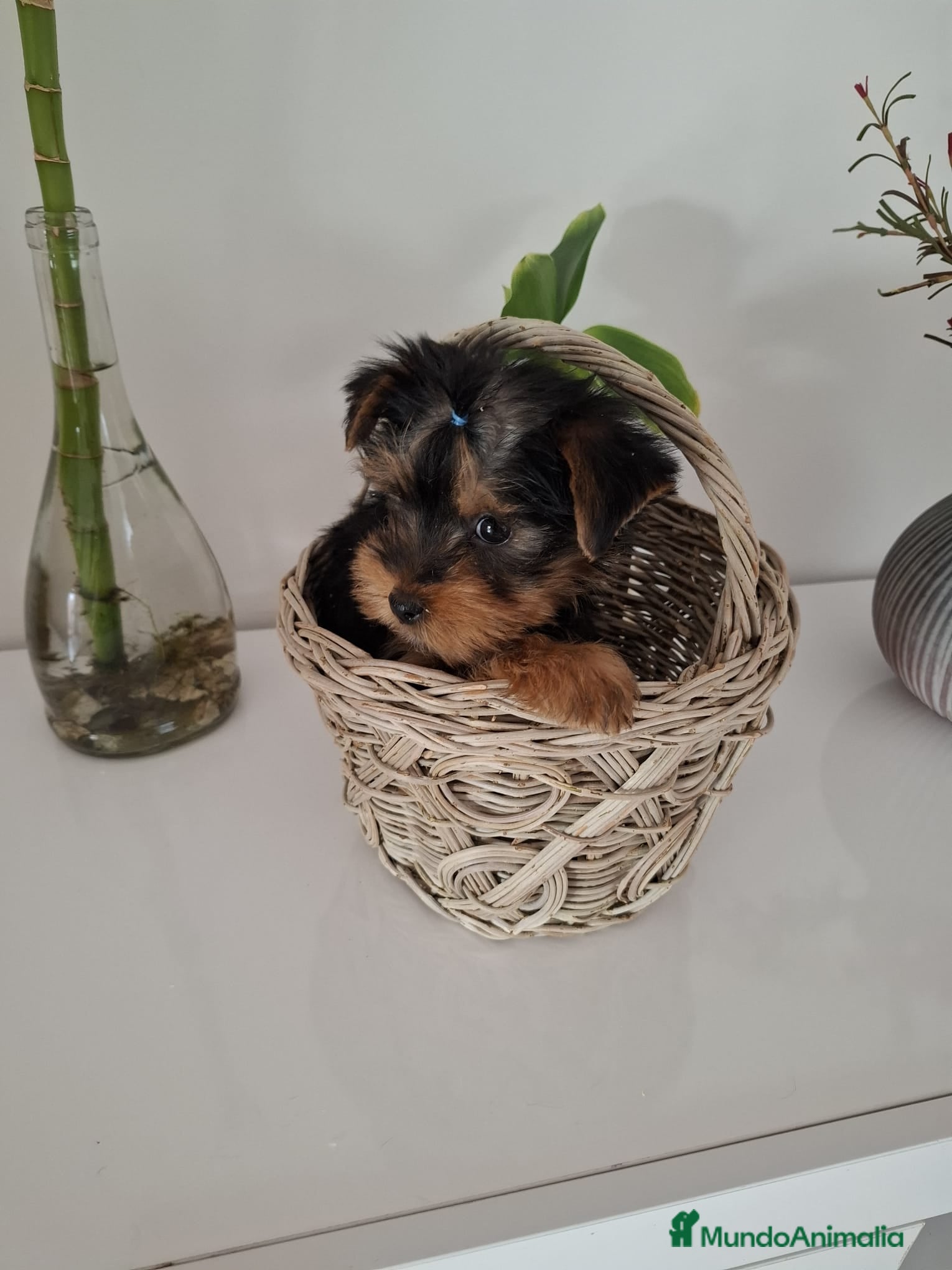 Yorkshire Terrier perros Yorkshire toy - Anuncio 1