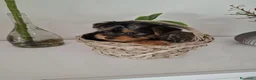 Yorkshire Terrier perros en venta: Yorkshire toy - Anuncio 1