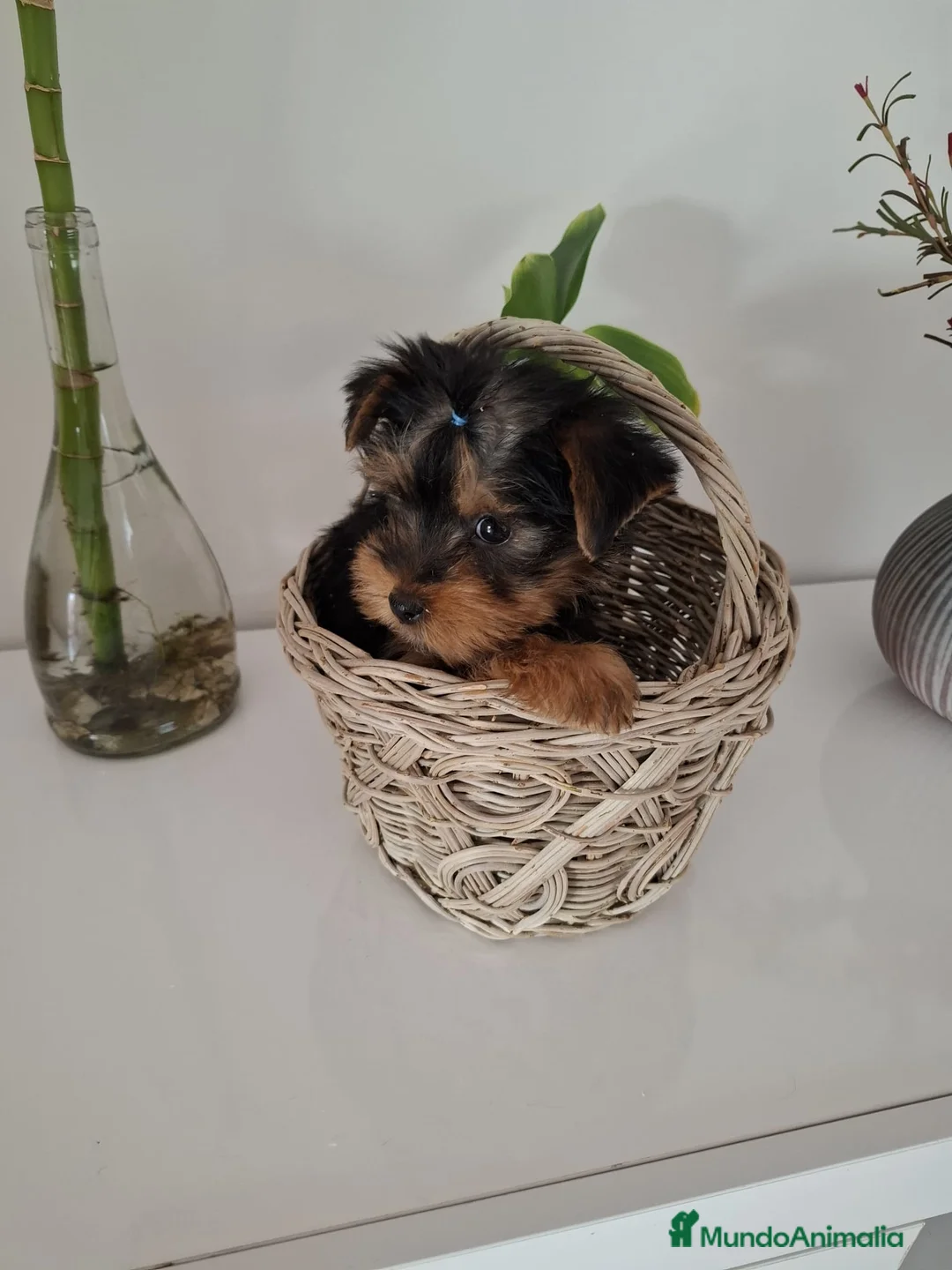 Yorkshire Terrier perros en venta: Yorkshire toy - Anuncio 1