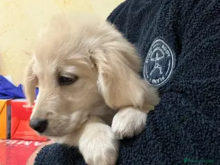 Golden Retriever perros VENTA CACHORRITA GOLDEN - Anuncio 2