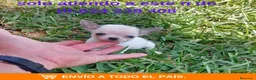 Chihuahua perros en venta: PRECIOSOS CHIHU8AHUA RUSO Y ASIÁTICO  - Anuncio 7