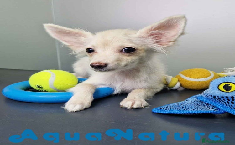 Pomchi perros - Anuncio 1