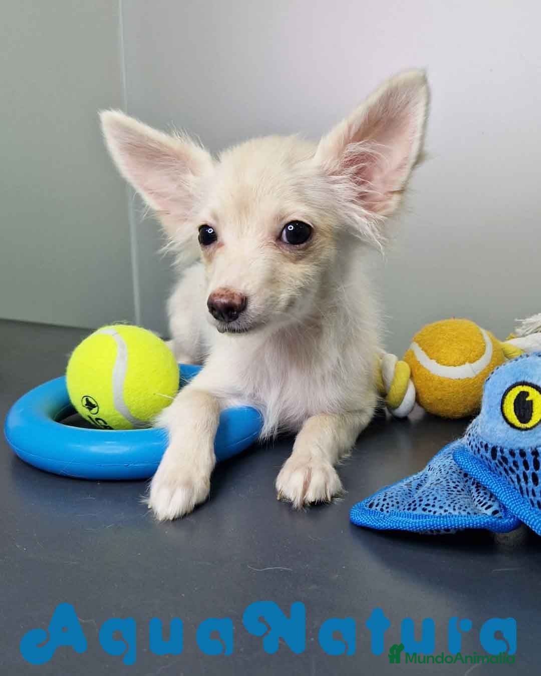 Pomchi perros en venta: Pomchi Hembra 1756 AQUANATURA - Imagen 1
