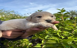 Golden Retriever perros en venta: Golden retriever  - Imagen 1