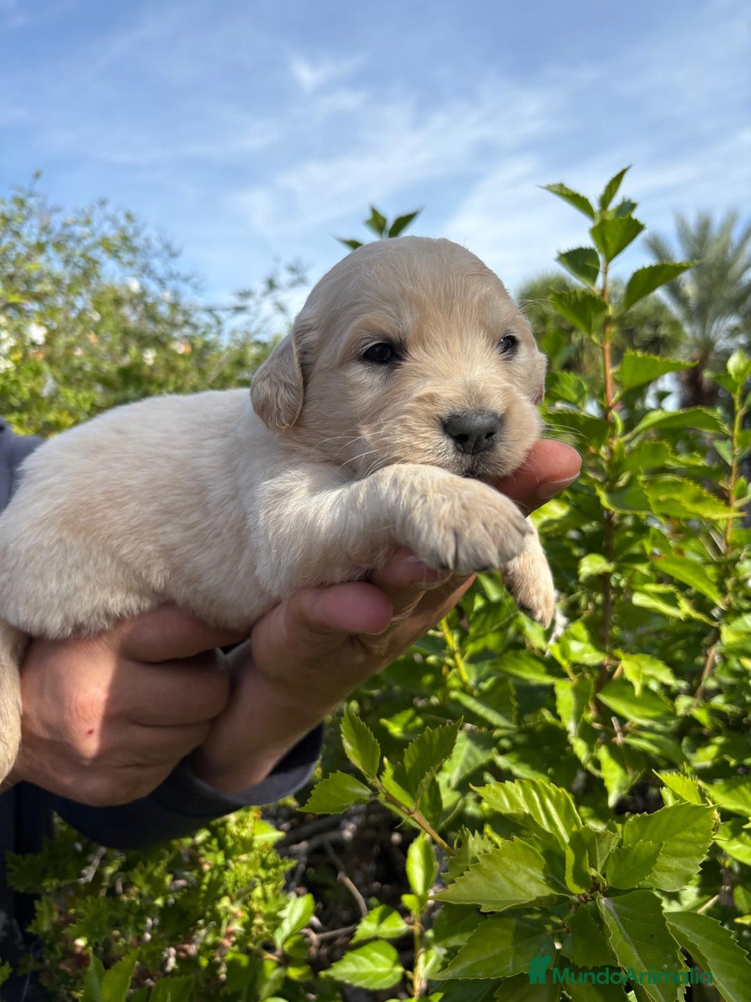 Golden Retriever perros en venta: Golden retriever  - Imagen 1