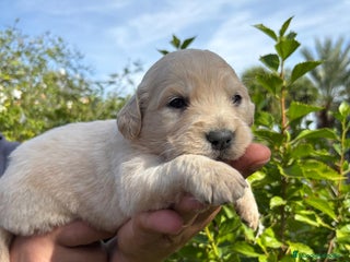 Golden Retriever perros - Anuncio 2