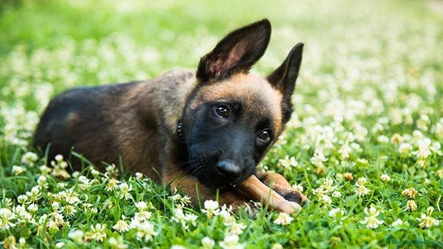 Pastor Belga Malinois perros Última Pastor Belga Malinois💗 - Anuncio 1