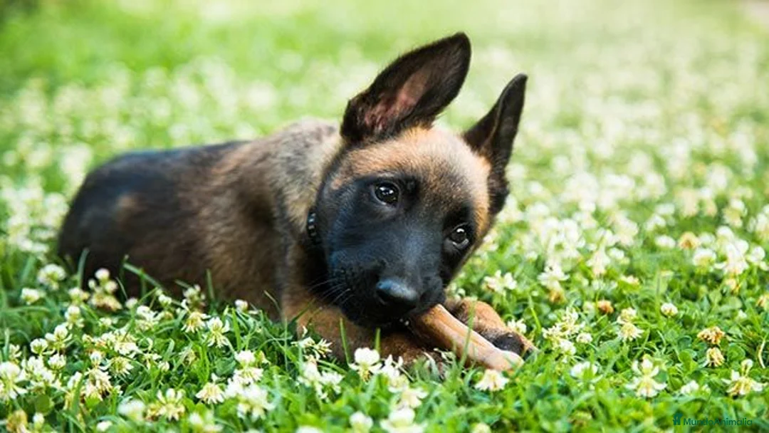 Pastor Belga Malinois perros en venta: Última Pastor Belga Malinois💗 - Anuncio 1