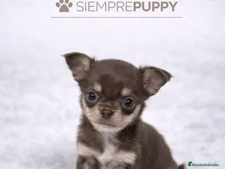 Chihuahua perros CHIHUAHUA CABEZA DE MANZANA CHOCOLATE - Anuncio 1