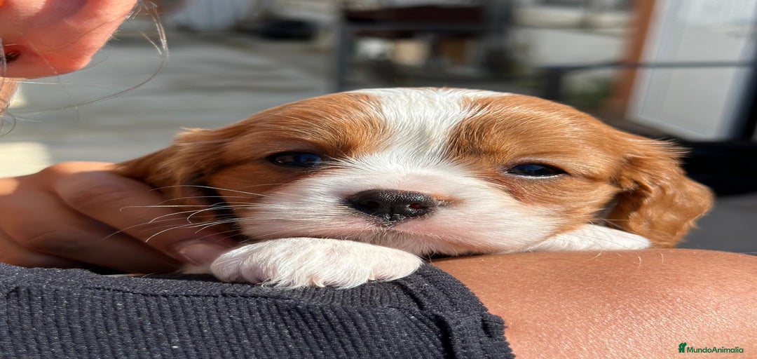 Imagen de galería {{count}}