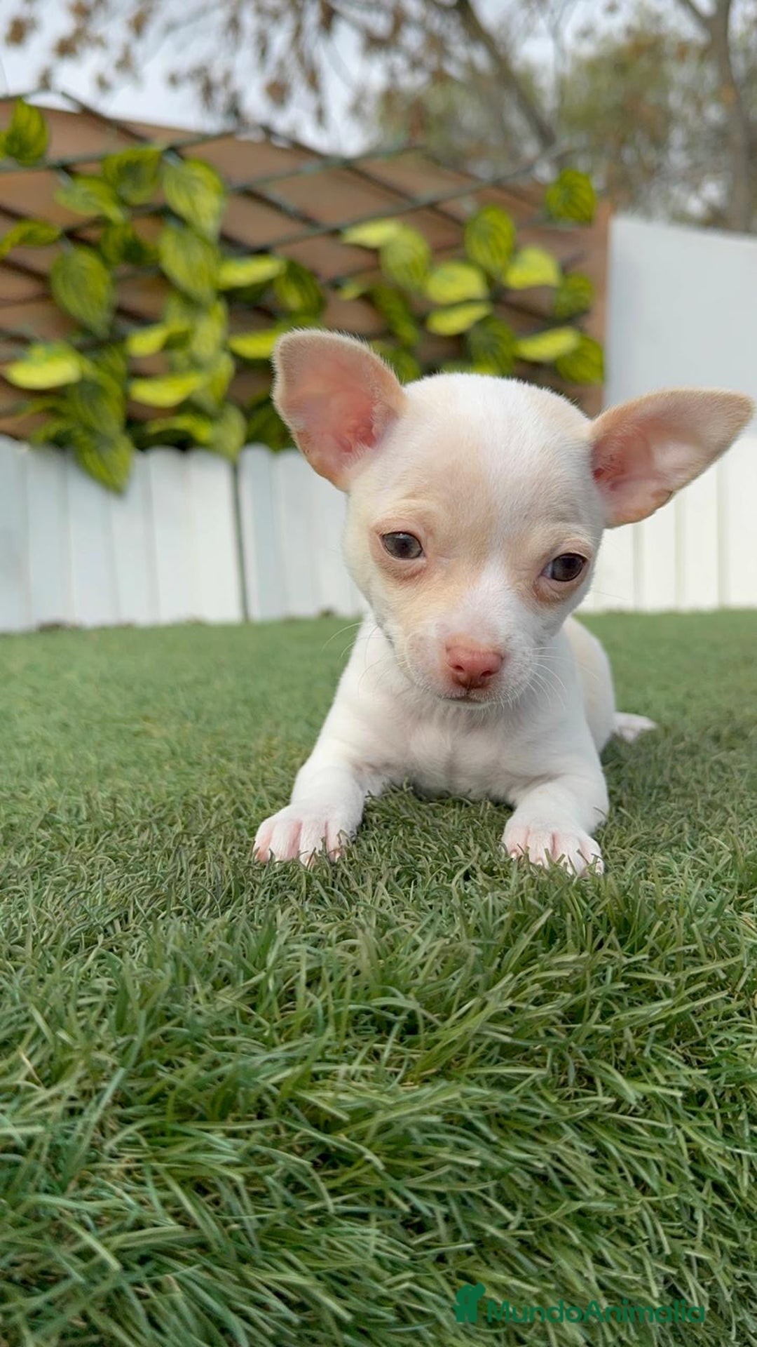 Chihuahua perros en venta: CHIHUAHUA MACHO - Anuncio 5