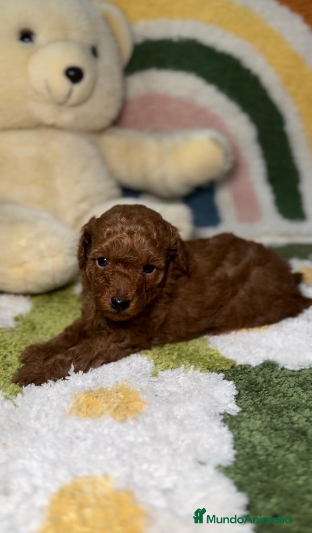 Caniche Toy perros en venta: Caniche Toy Rojo en Madrid - Imagen 2