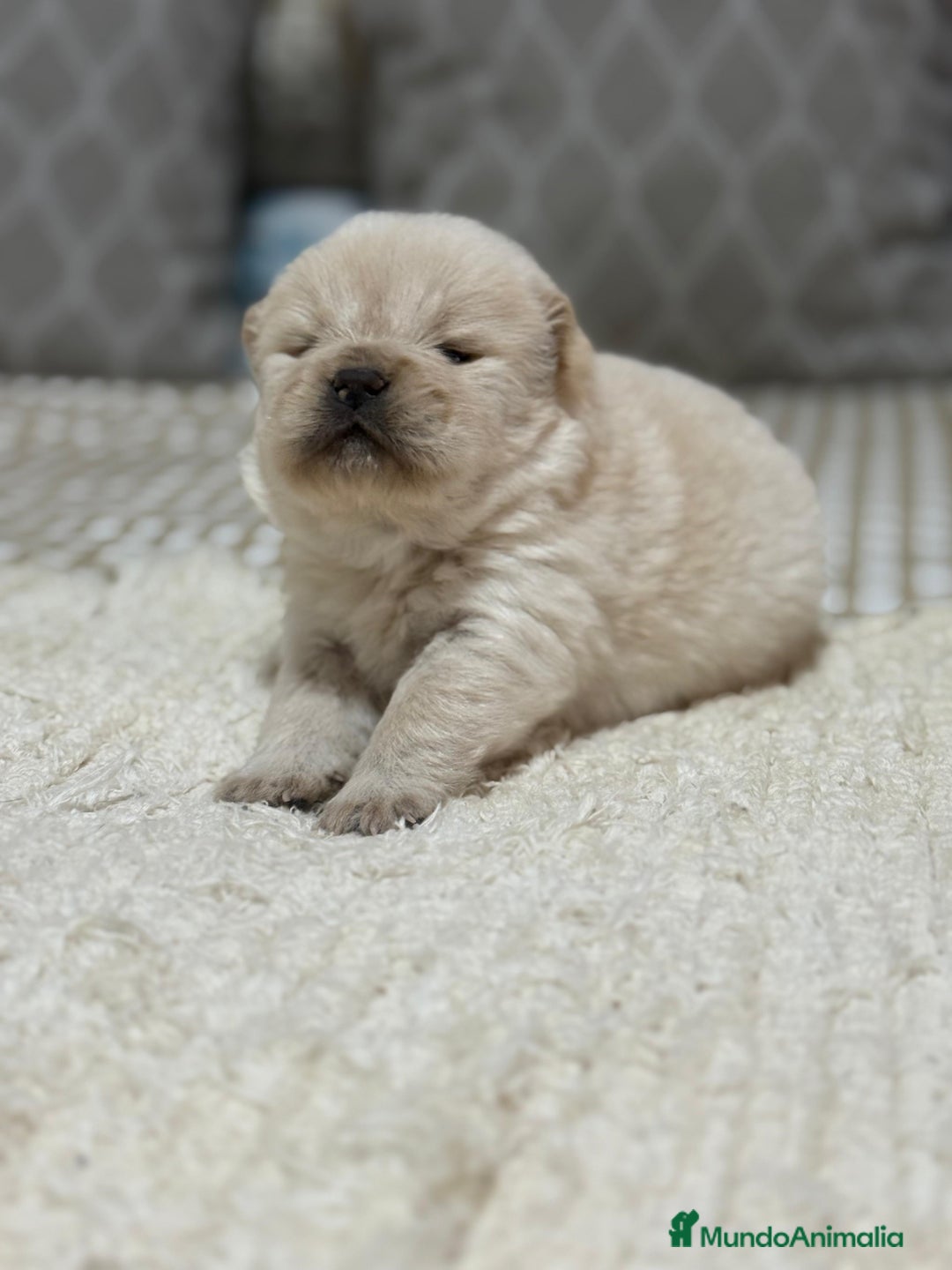 Chow Chow perros en venta: Chow chow preciosos cachorros peluditos  - Anuncio 4
