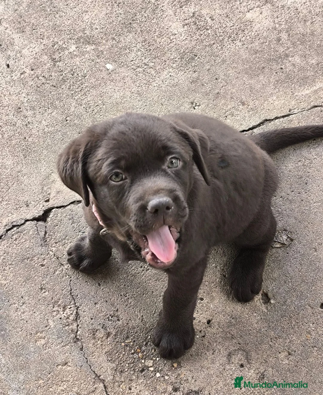 Labrador Retriever perros en venta: Camada Labrador Retriever Pura Raza - Reserva - Anuncio 2