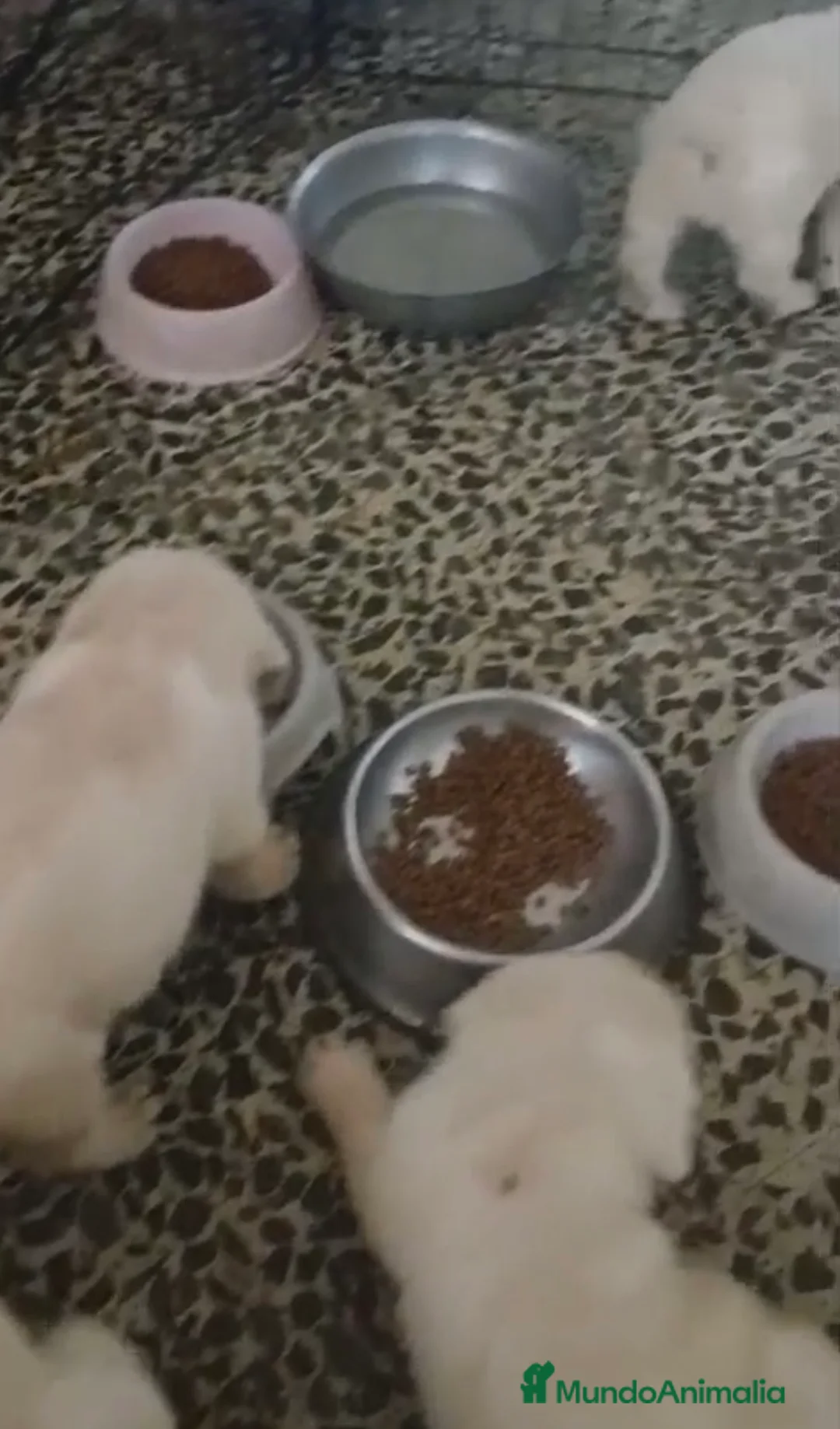 Labrador Retriever perros en venta: Espectacular camada de labradores 🐶🐾 en Málaga - Anuncio 2