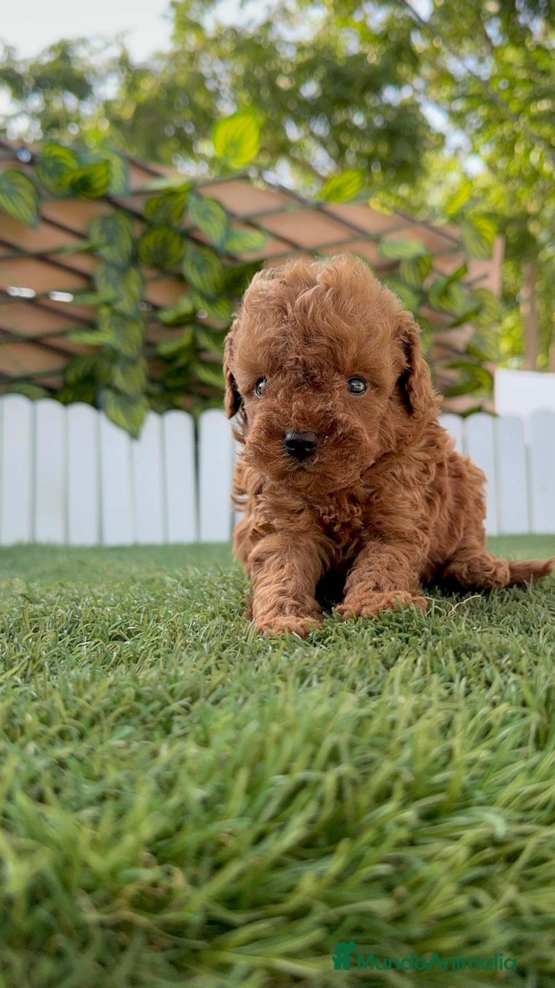 Caniche Toy perros en venta: CANICHE TOY ROJO MACHO - Imagen 28