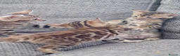 Bengalí gatos en venta: Hembra Gata Bengalí - Anuncio 6