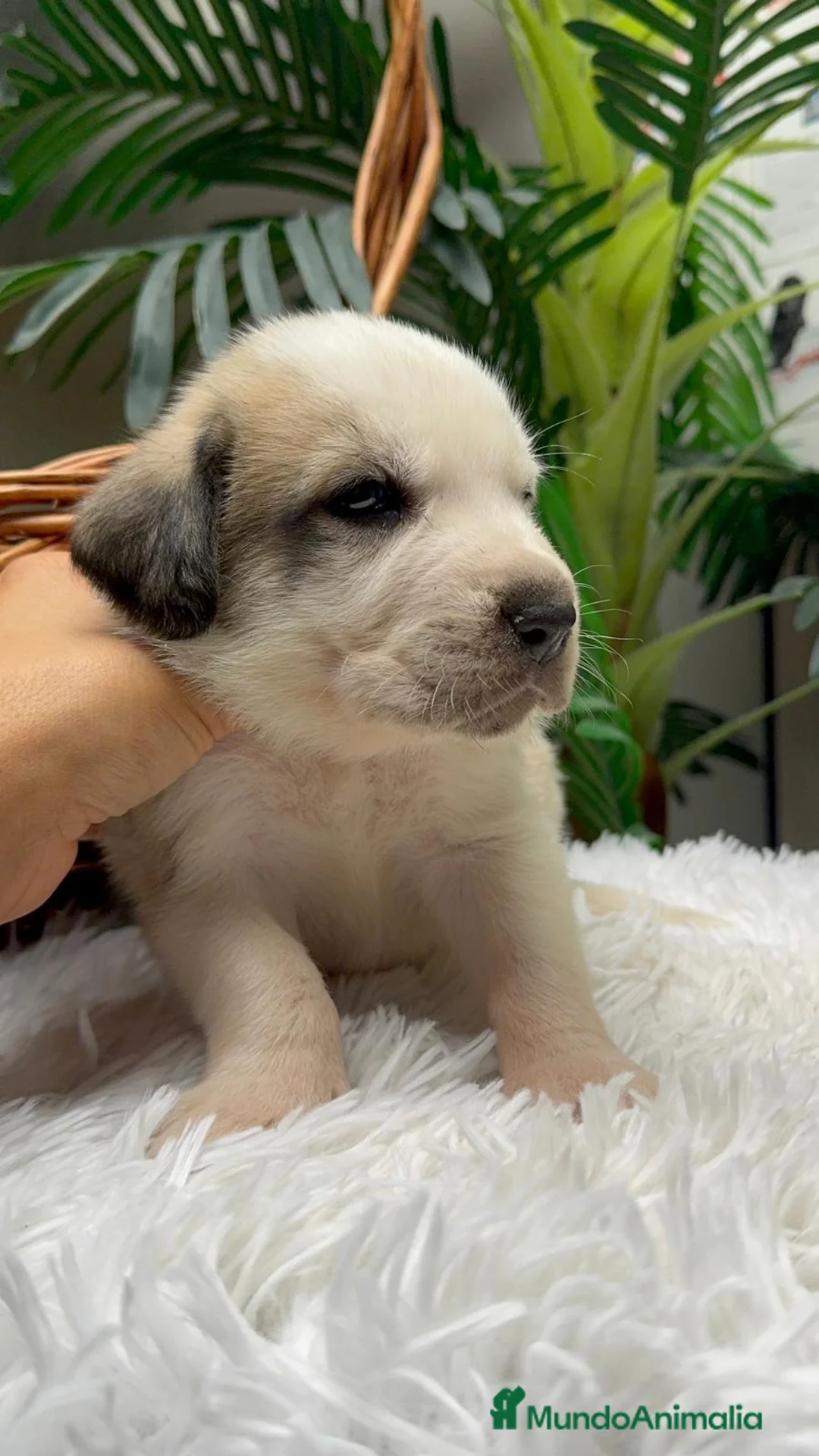 Mastín Español perros en venta: MASTIN ESPAÑOL - Anuncio 11