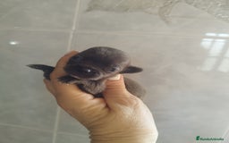 Chihuahua perros en venta: CHIHUAHUAS BLUE TOYS - Imagen 2