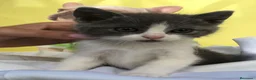 Raza Mixta gatos en venta: Gatitos cruce - Anuncio 4