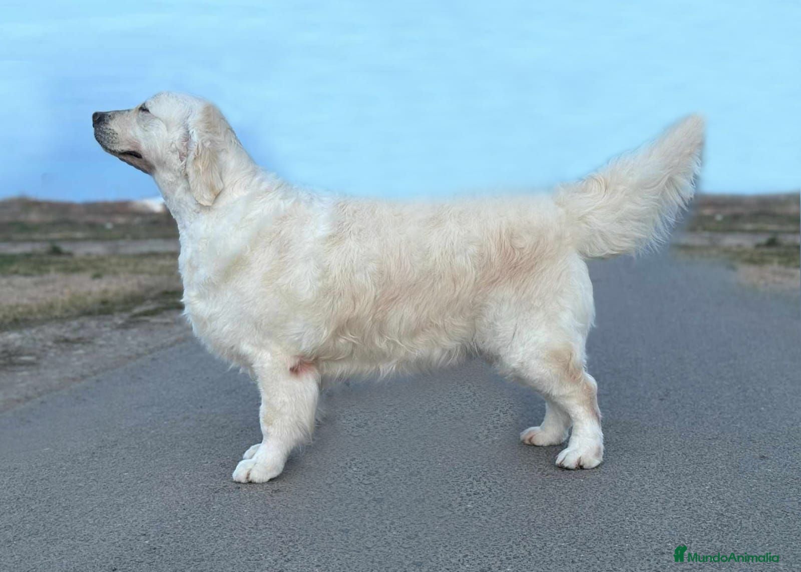 Golden Retriever perros hembra fantástica de Golden  - Anuncio 1