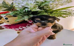 Yorkshire Terrier perros en venta: YORKSHIRE TOY CALIDAD Y SELECCIÓN  - Imagen 6