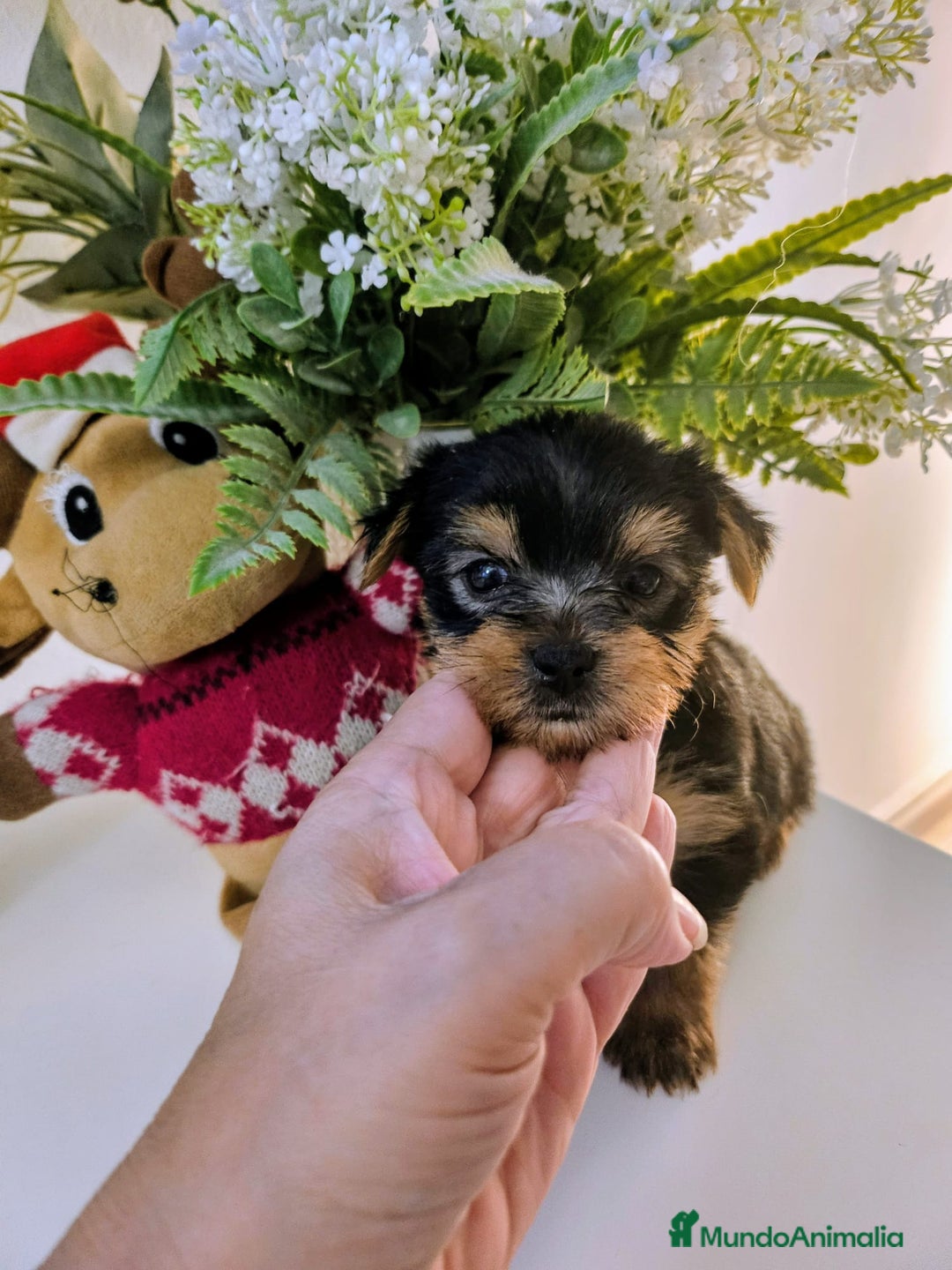 Yorkshire Terrier perros en venta: YORKSHIRE TOY CALIDAD Y SELECCIÓN  - Imagen 6