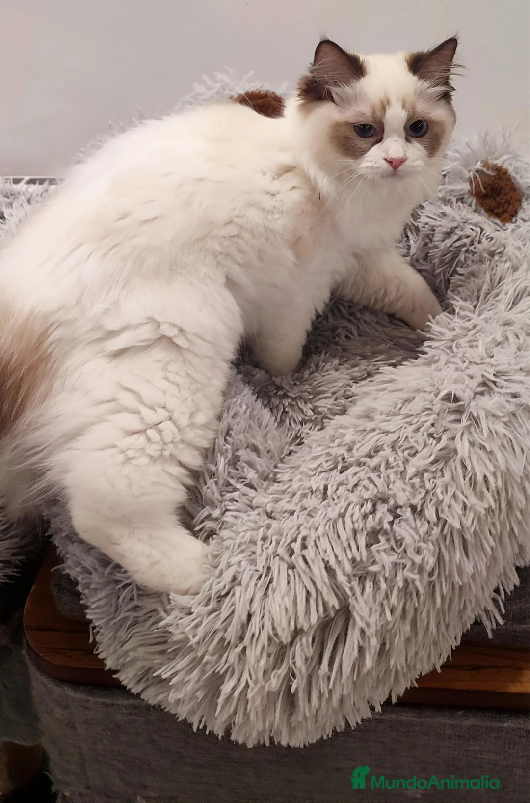 Ragdoll gatos en venta: Gatita Ragdoll Seal Bicolour - Anuncio 1