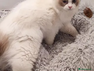 Ragdoll gatos Gatita Ragdoll Seal Bicolour - Anuncio 5