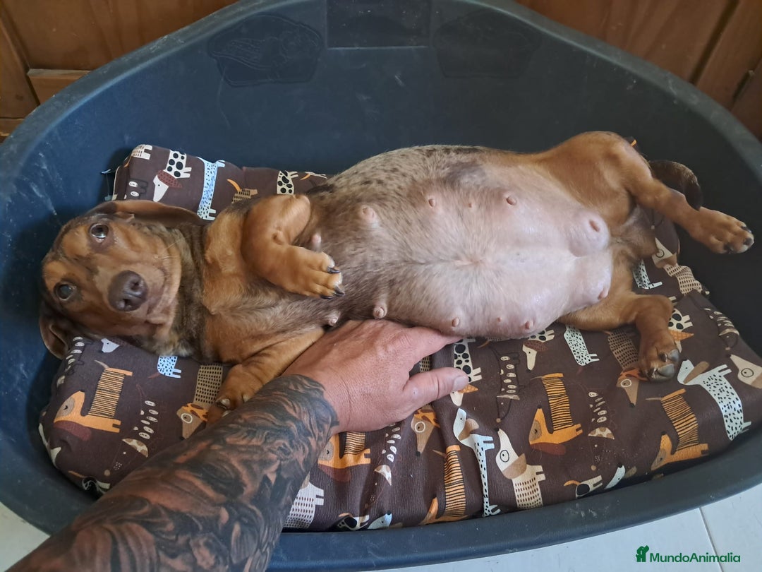 Teckel Miniatura perros en venta: Teckel Miniatura  - Imagen 9