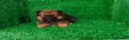 Pomerania perros en venta: Pomerania  - Anuncio 2
