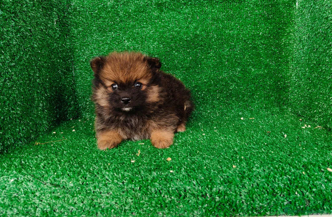 Pomerania perros en venta: Pomerania  - Anuncio 2