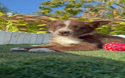 Border Collie perros en venta: BORDER COLLIE - Anuncio 26