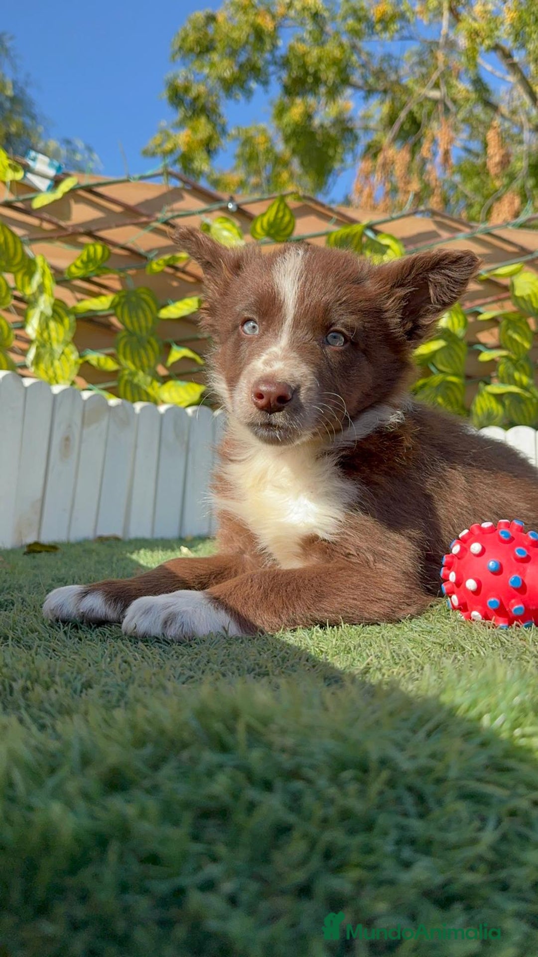 Border Collie perros en venta: BORDER COLLIE - Anuncio 26