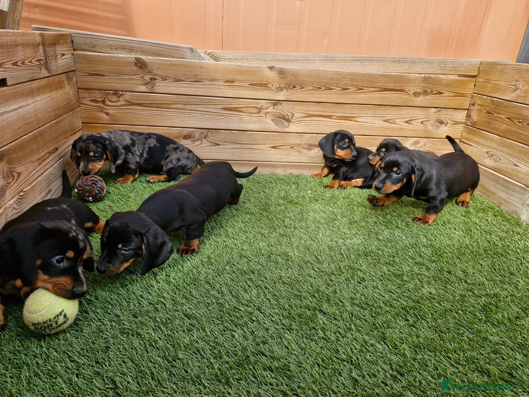 Teckel perros en venta: Teckel  en Barcelona - Anuncio 6