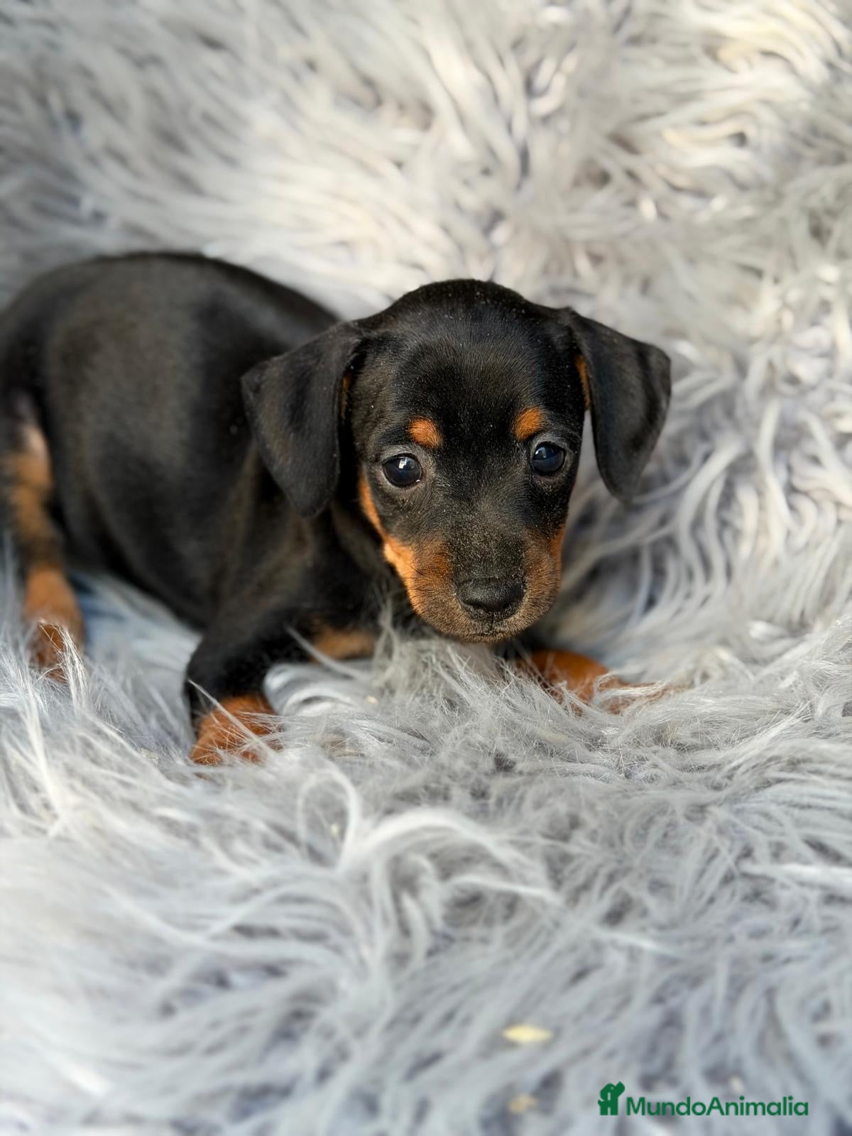 Pinscher Miniatura perros Mini pinscher negro macho💙🐾 - Anuncio 2