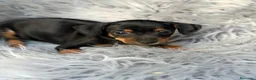 Pinscher Miniatura perros en venta: Mini pinscher negro macho💙🐾 - Anuncio 1