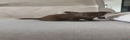 Chihuahua perros en venta: Chihuahua hembra pelo largo chocolate 🍫 - Anuncio 8