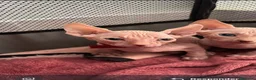 Sphynx gatos en venta: Gatos egipcio  - Anuncio 4