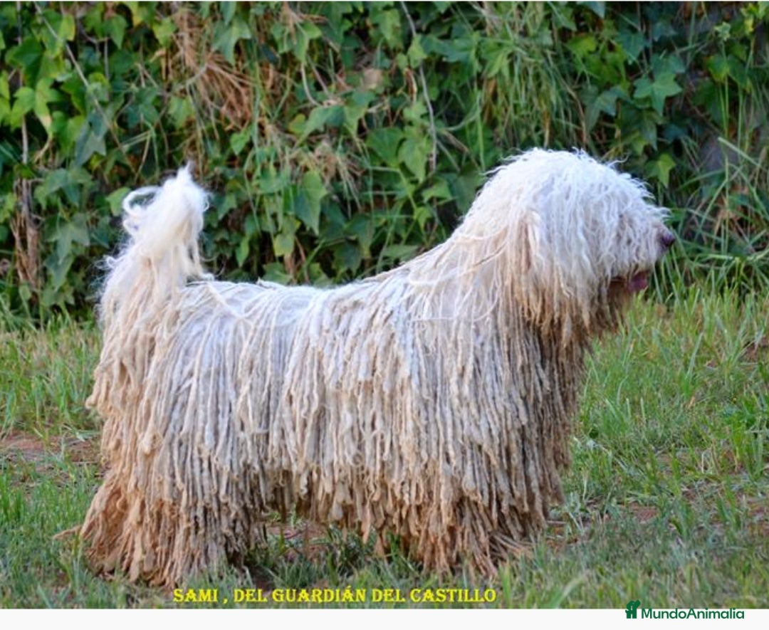 Perro de Agua Español perros en venta: Cachorros perro de agua español - Imagen 15