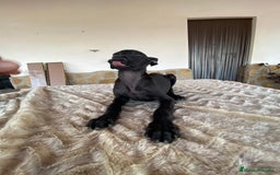 Galgo Español perros en venta: Galgo español  - Imagen 1