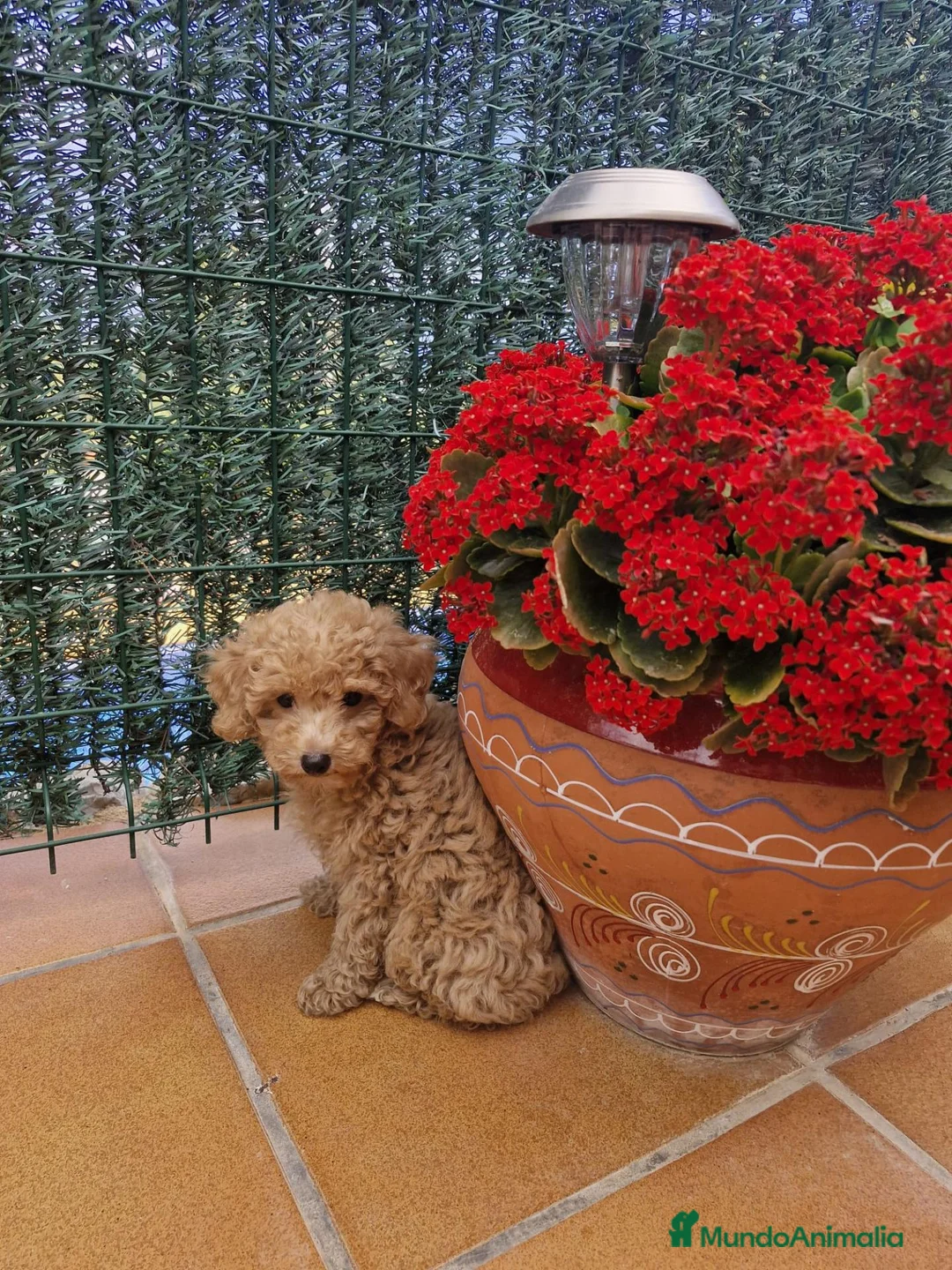 Raza Mixta perros en venta: Caniche - Anuncio 8