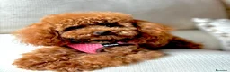 Caniche Toy perros en venta: Caniche toy muy bonitos !!! - Anuncio 4