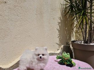Pomerania perros en Barcelona - Anuncio 9
