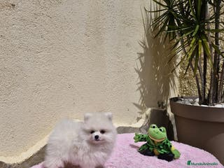 Pomerania perros Lulú de pomerania en Barcelona - Anuncio 4
