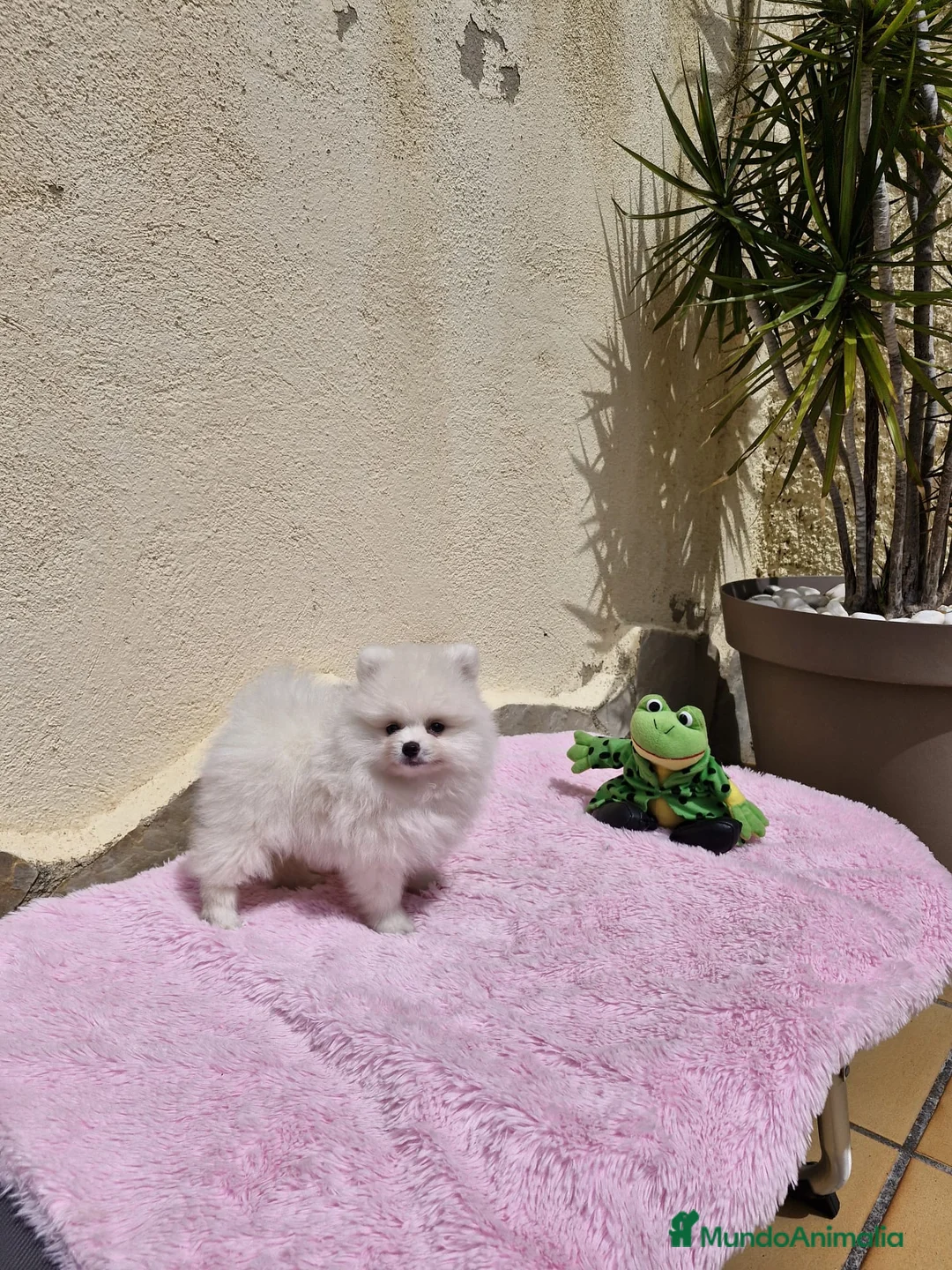 Pomerania perros en venta: Lulú de pomerania  en Barcelona - Anuncio 1