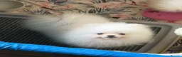 Pomerania perros en venta: Pomerania - Anuncio 6