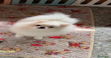 Pomerania perros - Anuncio 11