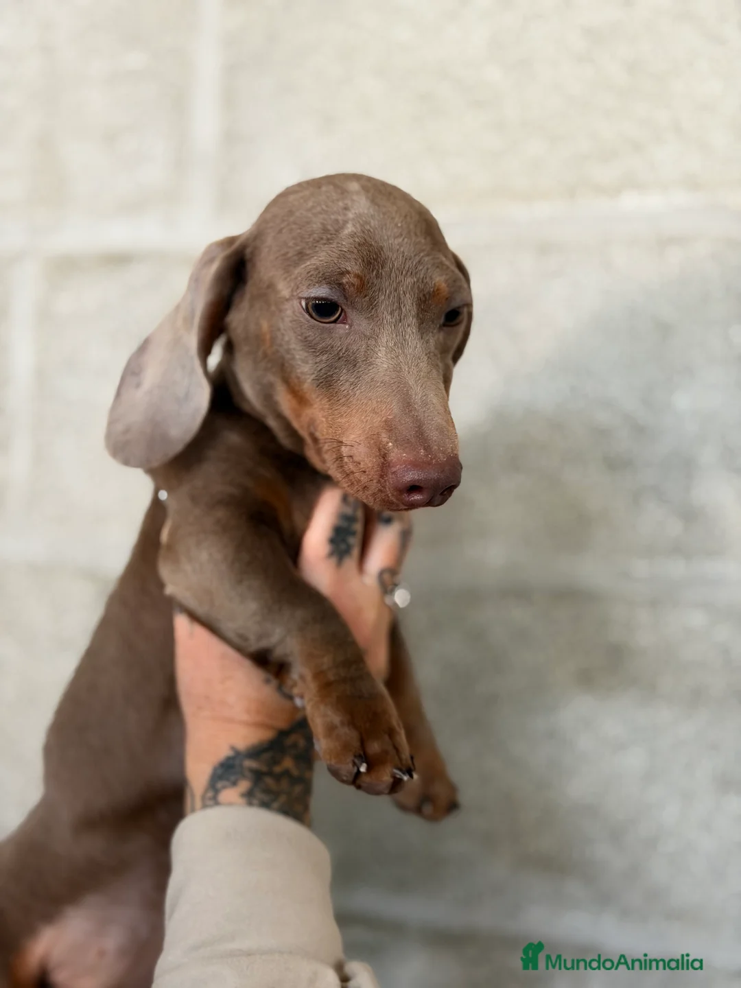 Teckel Miniatura perros en venta: Teckel  Isabella mini  - Anuncio 7