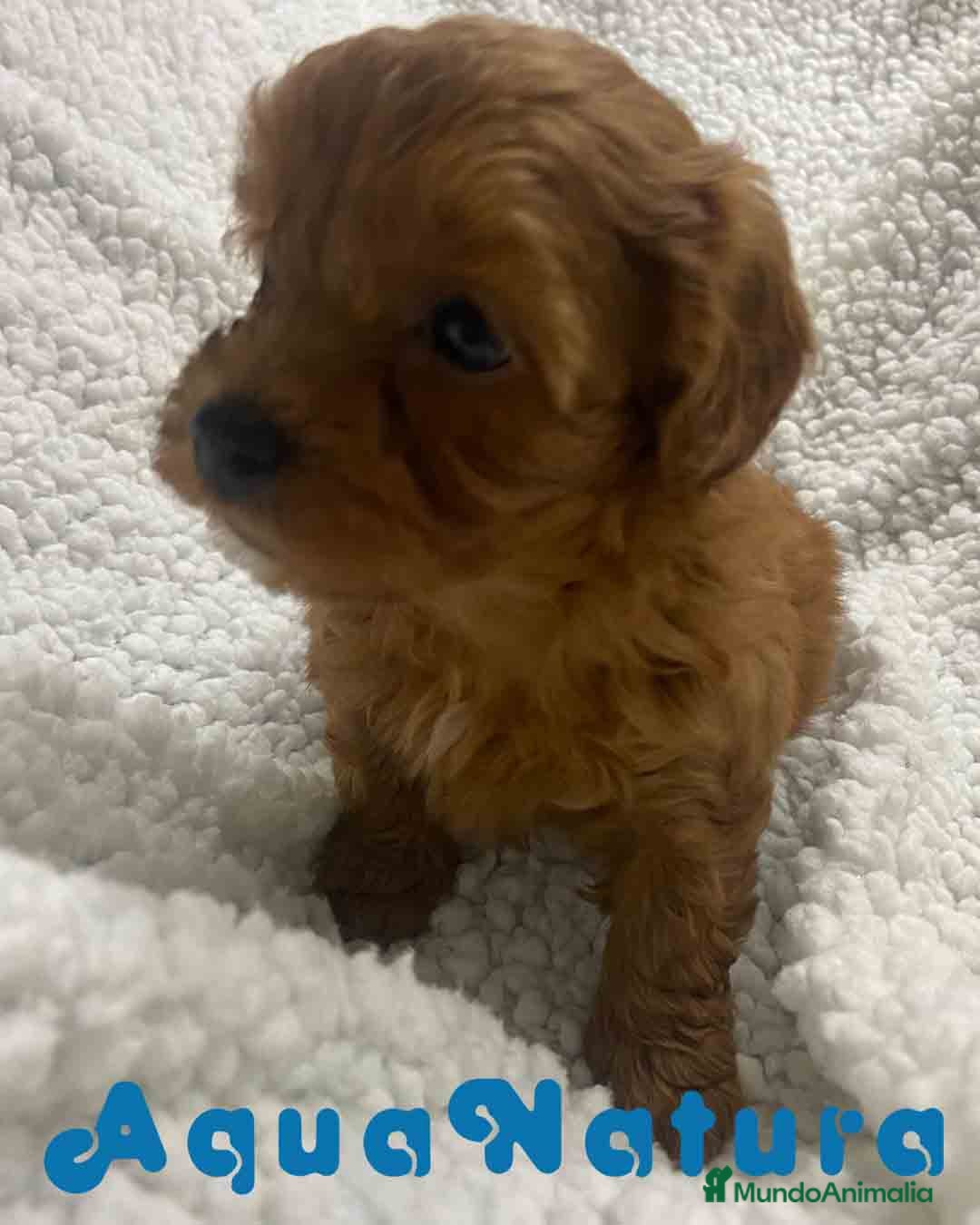 Havapoo perros  Havapoo Hembra 3 de Haya y Can AQUANATURA - Anuncio 1